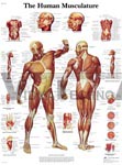 Human Musculature - Anatomical Chart